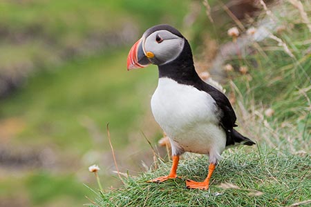 Image of a Puffin on the island of Staffa