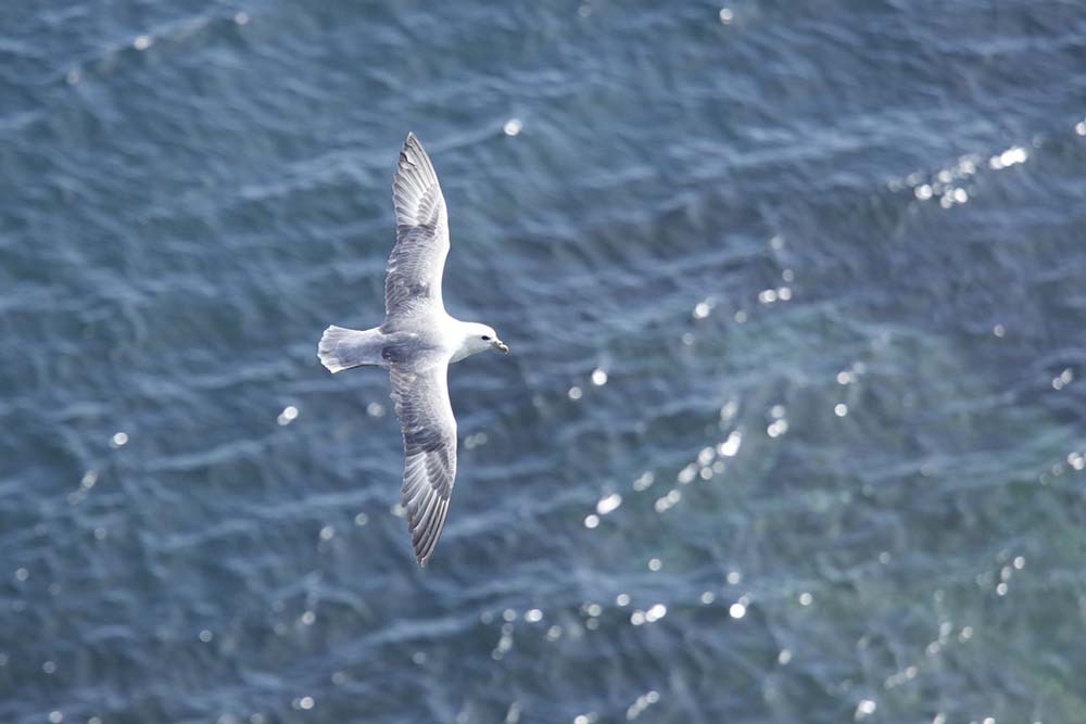 A fulmar flying above Staffa