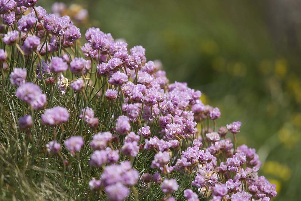 Sea Pinks growing on Staffa