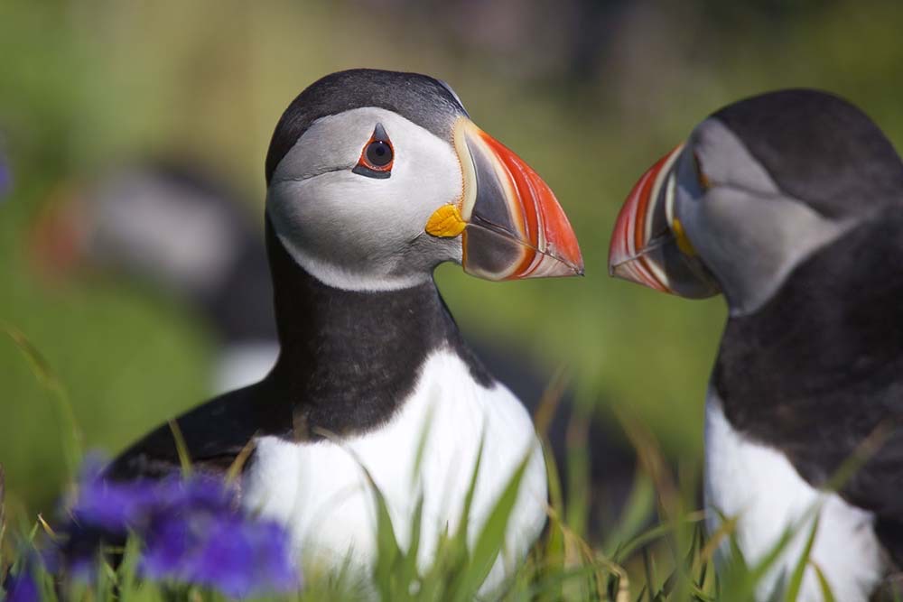 Puffins on the island of Staffa