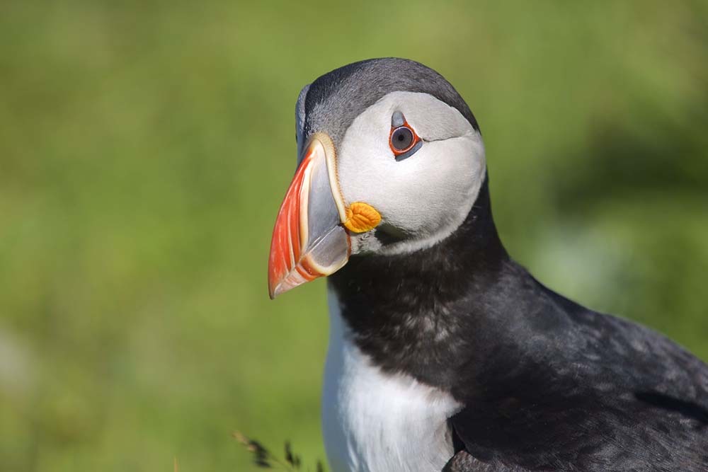 A puffin on the island of Staffa