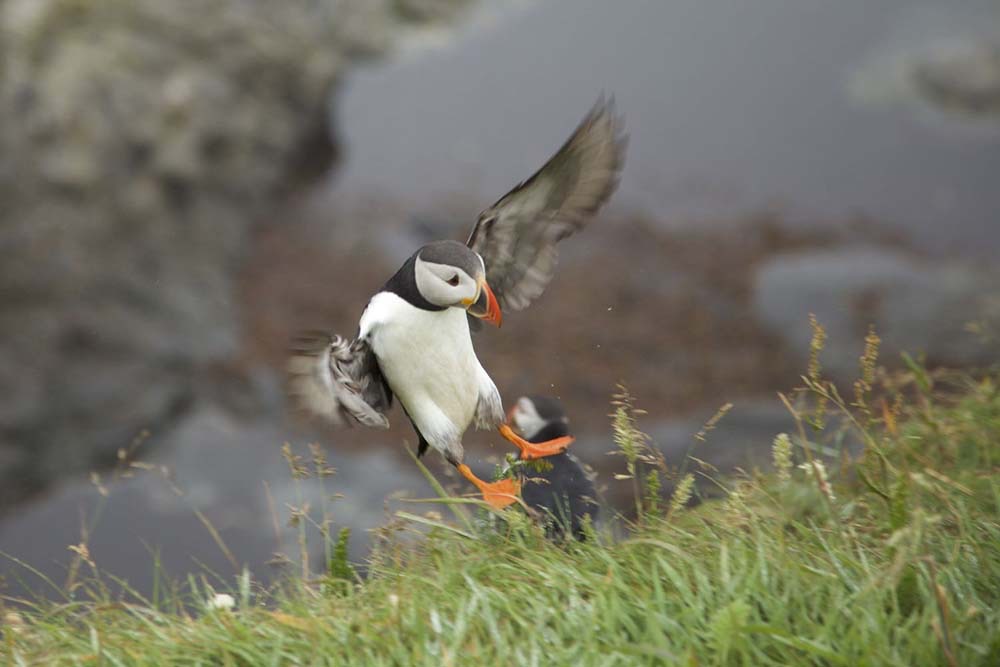 A puffin landing on Staffa