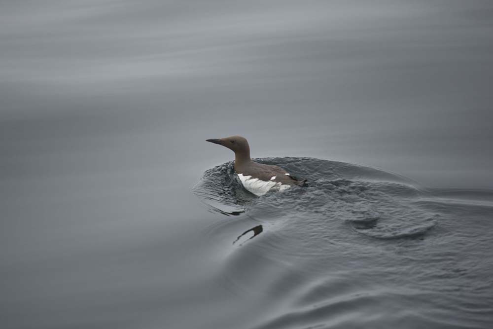 A guillemot near Staffa