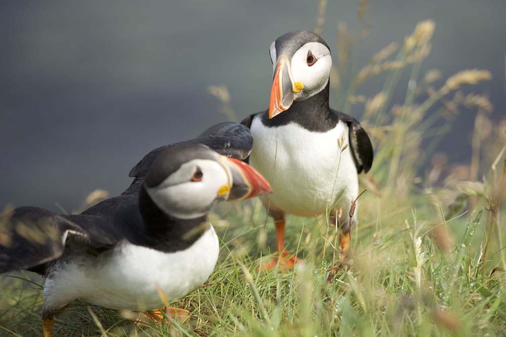 Puffins on the isle of Staffa