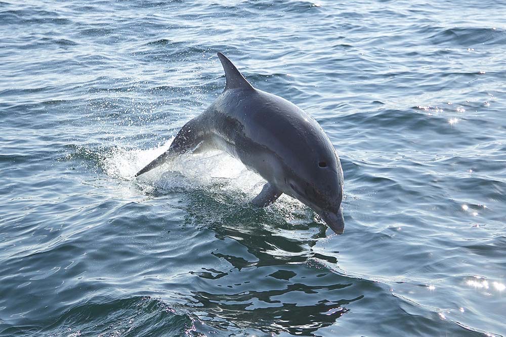 A Dolphin in the Sound of Iona