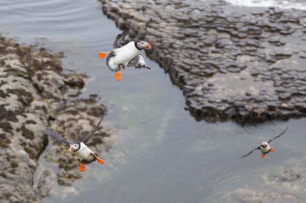 Puffins flying near Staffa