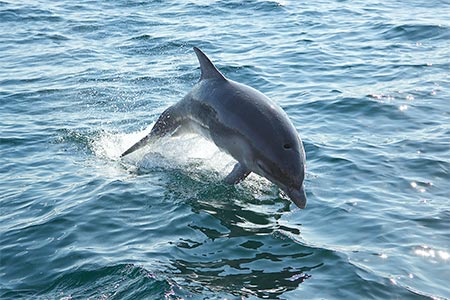 A dolphin in the Sound of Iona