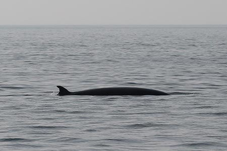 A minke whale near Staffa