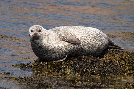 A seal lying on rocks near Staffa